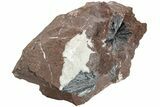Metallic, Needle-Like Pyrolusite Crystals - Morocco #220644-2
